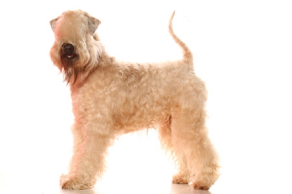 irish soft coated wheaten terrier iulius terriers