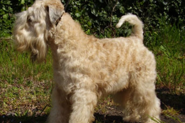 irish soft coated wheaten terrier iulius terriers