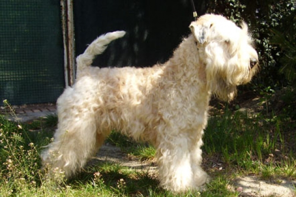 irish soft coated wheaten terrier iulius terriers