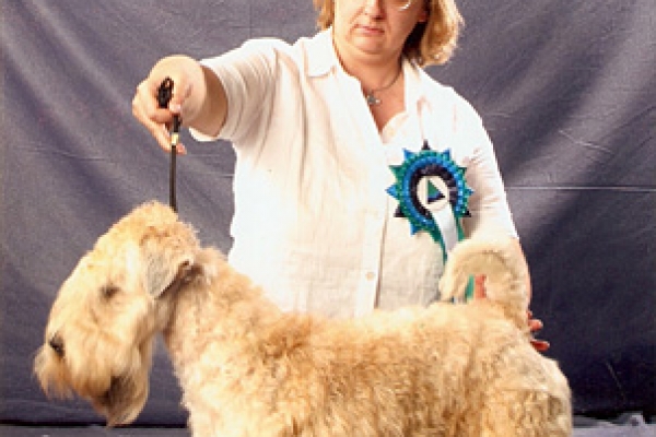 irish soft coated wheaten terrier iulius terriers