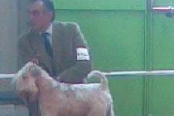 irish soft coated wheaten terrier iulius terriers