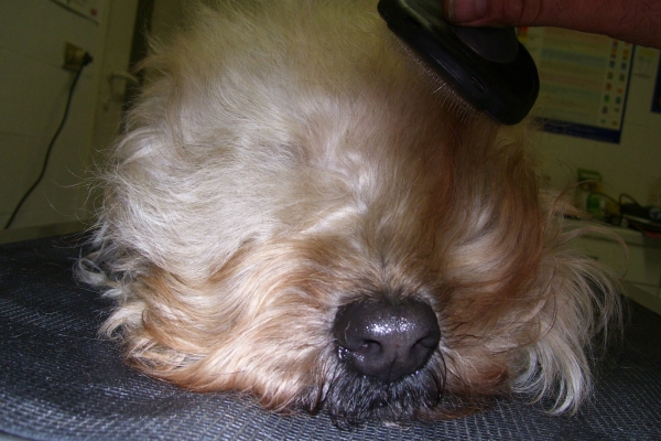 irish soft coated wheaten terrier iulius terriers