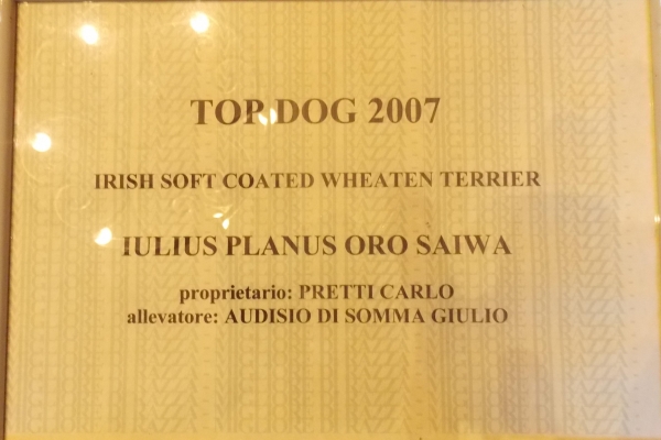 irish soft coated wheaten terrier iulius terriers