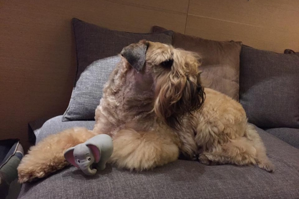 irish soft coated wheaten terrier iulius terriers