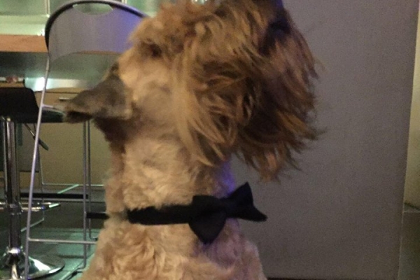 irish soft coated wheaten terrier iulius terriers