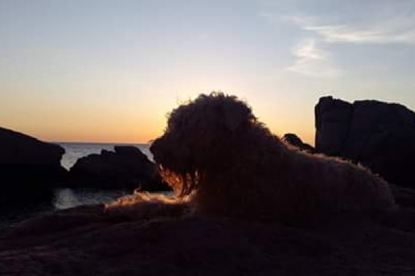 irish soft coated wheaten terrier iulius terriers