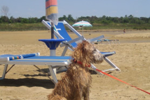 irish soft coated wheaten terrier iulius terriers