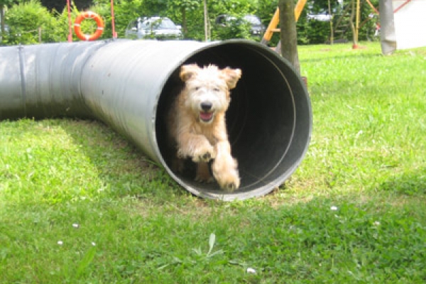 irish soft coated wheaten terrier iulius terriers