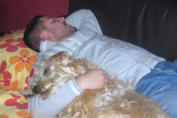 irish soft coated wheaten terrier iulius terriers