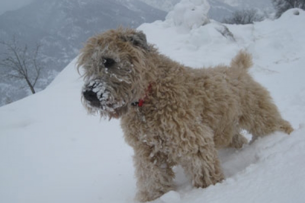 irish soft coated wheaten terrier iulius terriers