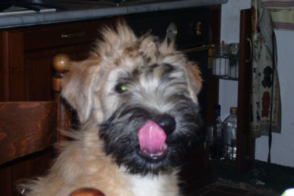 irish soft coated wheaten terrier iulius terriers