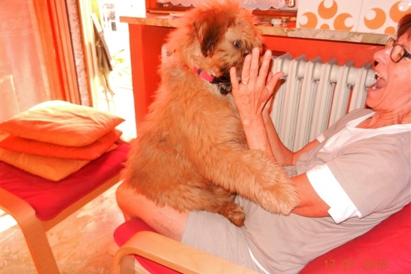 irish soft coated wheaten terrier iulius terriers