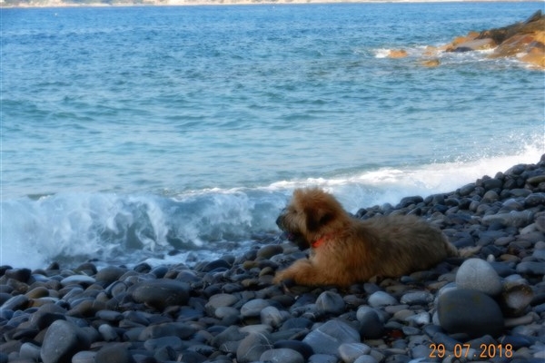 irish soft coated wheaten terrier iulius terriers