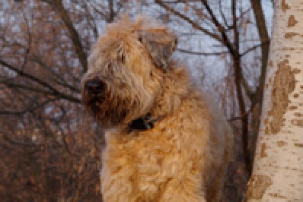 irish soft coated wheaten terrier iulius terriers