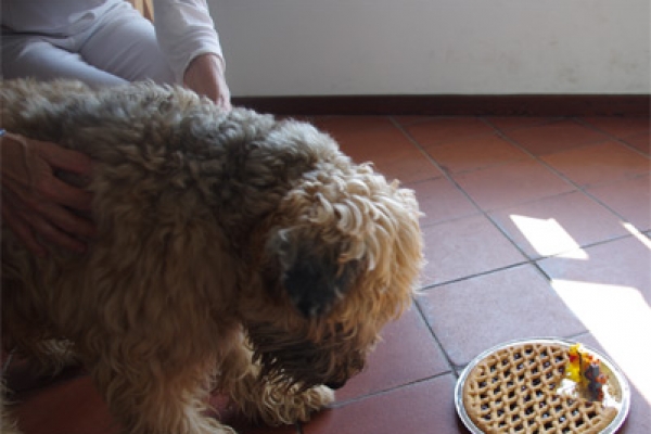 irish soft coated wheaten terrier iulius terriers