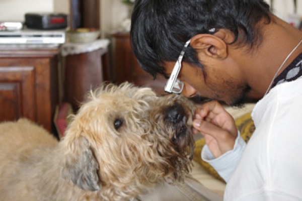 irish soft coated wheaten terrier iulius terriers