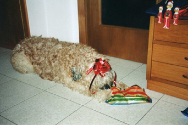 irish soft coated wheaten terrier iulius terriers