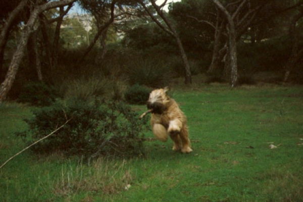 irish soft coated wheaten terrier iulius terriers