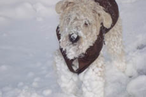 irish soft coated wheaten terrier iulius terriers