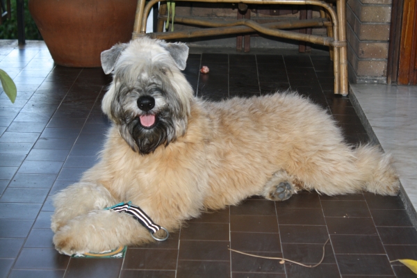 irish soft coated wheaten terrier iulius terriers