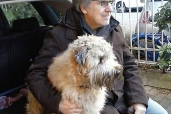 irish soft coated wheaten terrier iulius terriers