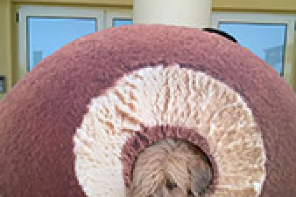 irish soft coated wheaten terrier iulius terriers