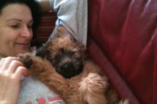 irish soft coated wheaten terrier iulius terriers