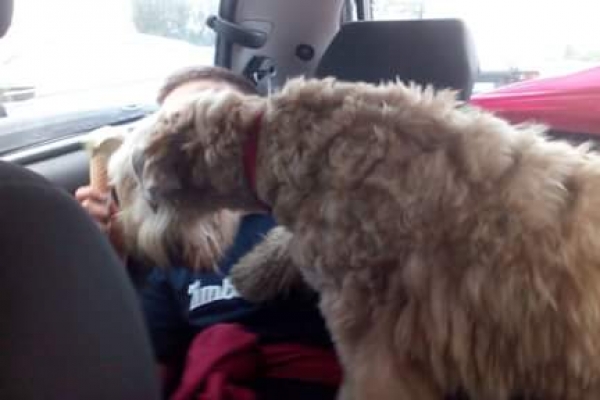 irish soft coated wheaten terrier iulius terriers