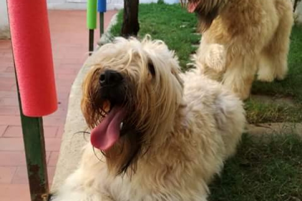 irish soft coated wheaten terrier iulius terriers