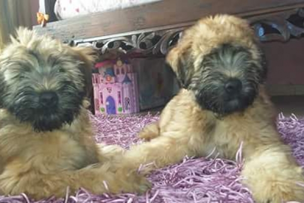 irish soft coated wheaten terrier iulius terriers