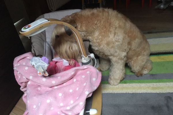 irish soft coated wheaten terrier iulius terriers