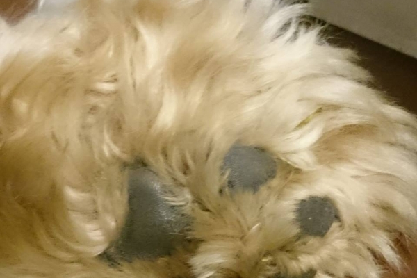 irish soft coated wheaten terrier iulius terriers