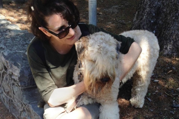 irish soft coated wheaten terrier iulius terriers