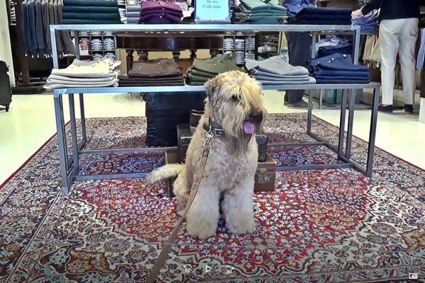 irish soft coated wheaten terrier iulius terriers