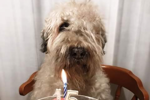 irish soft coated wheaten terrier iulius terriers