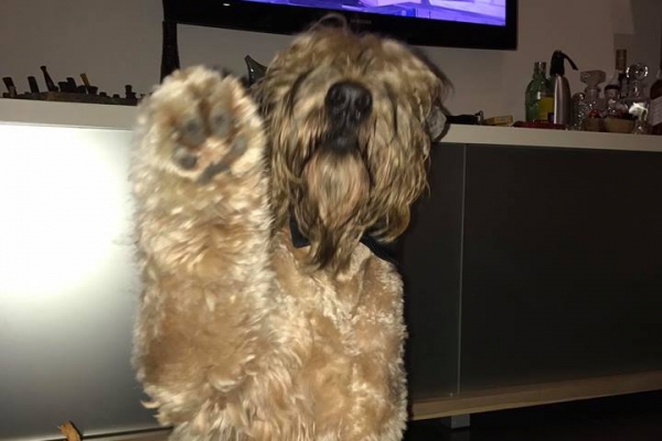 irish soft coated wheaten terrier iulius terriers