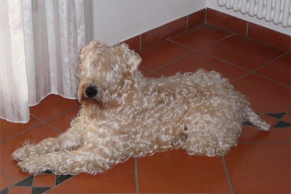 irish soft coated wheaten terrier iulius terriers