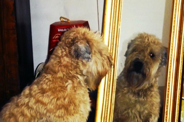 irish soft coated wheaten terrier iulius terriers