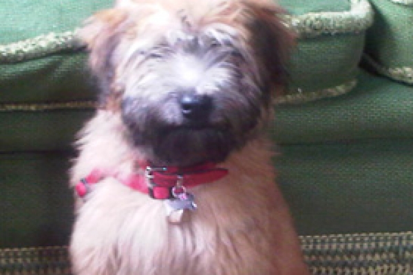 irish soft coated wheaten terrier iulius terriers