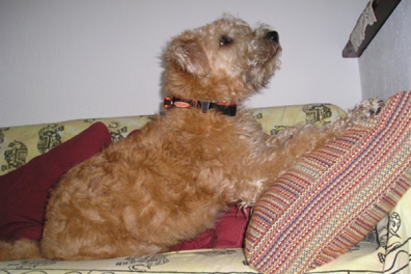 irish soft coated wheaten terrier iulius terriers