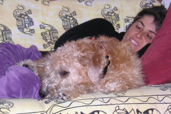 irish soft coated wheaten terrier iulius terriers