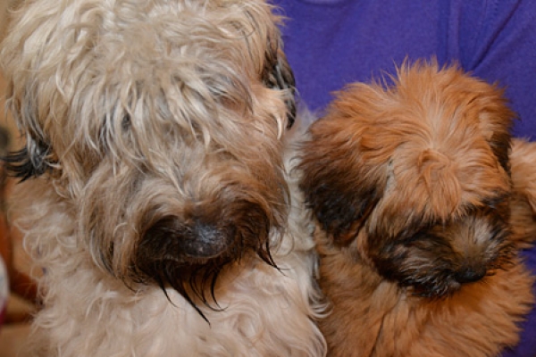 irish soft coated wheaten terrier iulius terriers