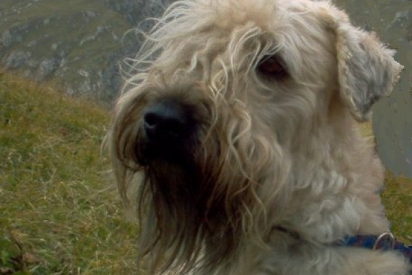 irish soft coated wheaten terrier iulius terriers
