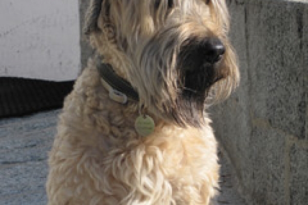irish soft coated wheaten terrier iulius terriers