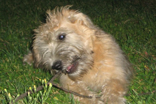 irish soft coated wheaten terrier iulius terriers