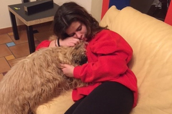 irish soft coated wheaten terrier iulius terriers