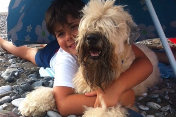 irish soft coated wheaten terrier iulius terriers