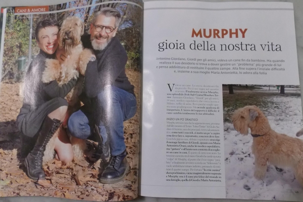 irish soft coated wheaten terrier iulius terriers