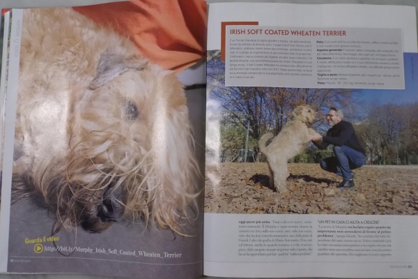 irish soft coated wheaten terrier iulius terriers