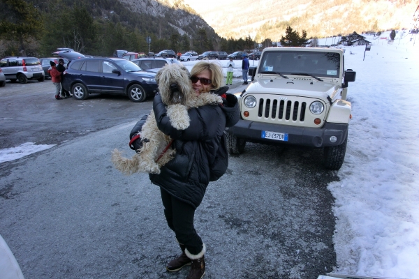 irish soft coated wheaten terrier iulius terriers